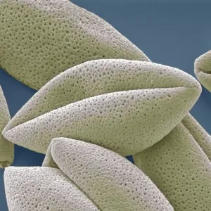 Asparagus pollen grains, SEM Asparagus pollen grains, SEM
