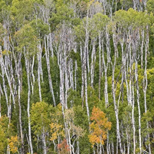 Aspen trees in Manti-La Sal National Forest, Utah, USA