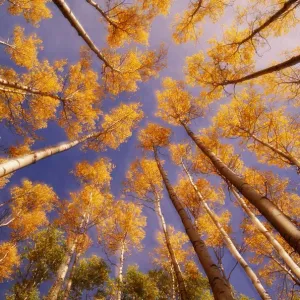 Les arbres d'aspens (Populus sp.) en automne, vue à bas angle. Les arbres d'aspens (Populus sp.) en automne, vue à bas angle.