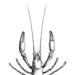 Astacidae Crawfish engraving 1870