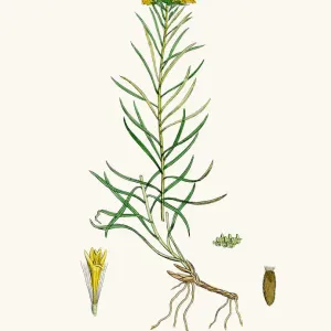 Aster Goldenlock Flower 19th Century Print Aster Goldenlock Flower 19th Century Print