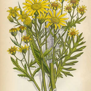 Aster, Ragwort, Tansy, Groundsel, Victorian Botanical Illustration