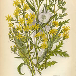 Aster, Starwort, Goldenrod, Groundsel, Victorian Botanical Illustration