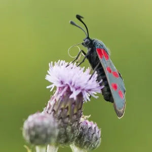 asteraceae, blossoming, burnet moth, butterfly, compositae, emsland, insecta, natural environment asteraceae, blossoming, burnet moth, butterfly, compositae, emsland, insecta, natural environment