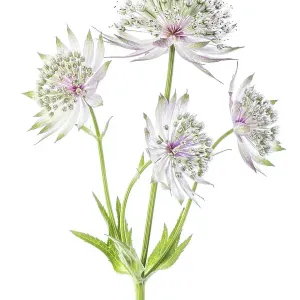 Astrantia major Astrantia major