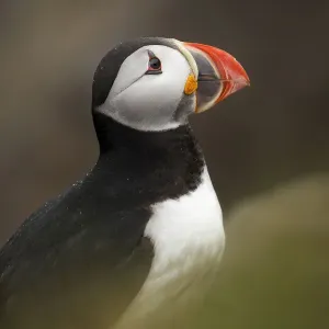 Atlantic Puffin Atlantic Puffin