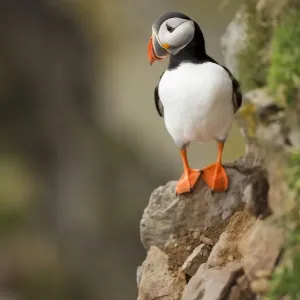 Atlantic Puffin Atlantic Puffin