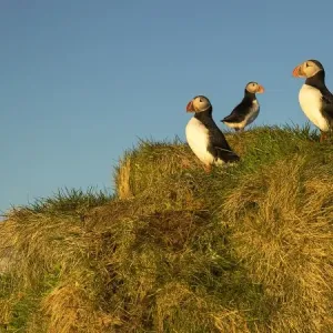 Atlantic Puffin Atlantic Puffin