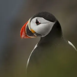 Atlantic Puffin Atlantic Puffin