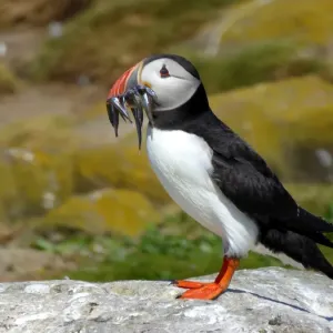 Atlantic Puffin Print with Fish