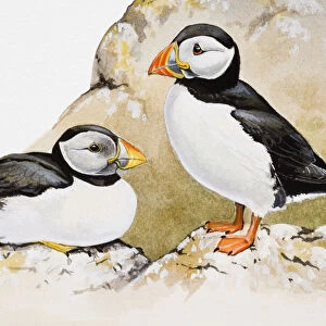 Atlantic puffins (Fratercula arctica), one seated and the other standing, side view
