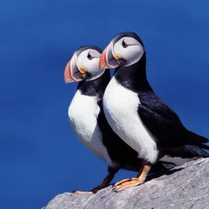 Deux macareux moine (Fratercula arctica) sur falaise. Deux macareux moine (Fratercula arctica) sur falaise.