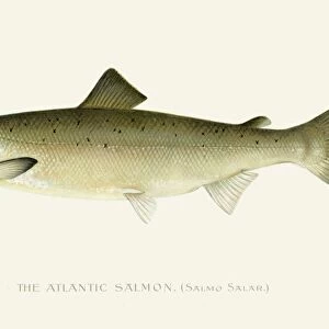 Atlantic Salmon chromolithograph 1898