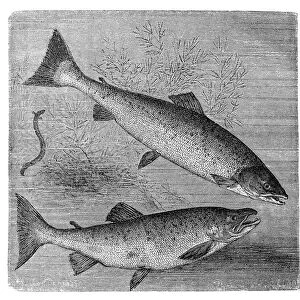 Atlantic salmon (salmo salar) and brown trout (S. trutta)