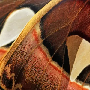 Atlas Moth Wings Print - Close-up of Dorsal Surfaces Atlas Moth Wings Print - Close-up of Dorsal Surfaces