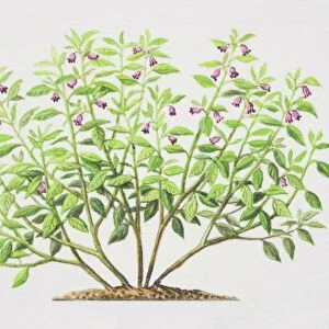 Atropa belladonna, Deadly Nightshade plant