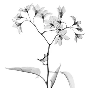 Aubergine (Solanium sp. ), X-ray