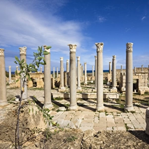 Augustus Temple, Leptis Magna, Libya, North Africa, Africa