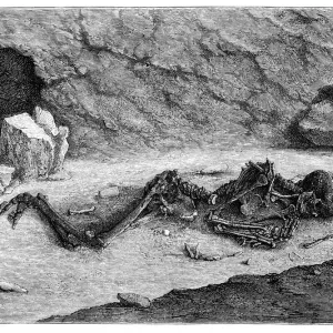 Aurignacian Skeleton Print, circa mid 19th century Aurignacian Skeleton Print, circa mid 19th century