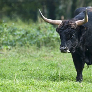 Aurochs or Urus -Bos primigenius-, bull, enclosure, Germany, Europe