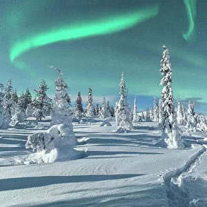 Aurora Borealis on icy trees, Lapland, Finland