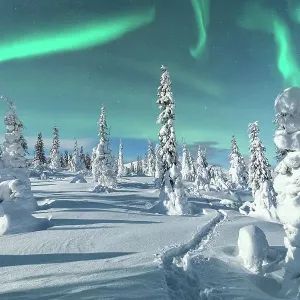 Aurora Borealis on icy trees, Lapland, Finland Aurora Borealis on icy trees, Lapland, Finland