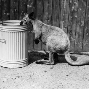 Aussie 27th April 1938 Print: A kangaroo at London Zoo sniffs a bin