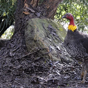Australian brush-turkey (Alectura lathami), Kangaroo Island, Australia