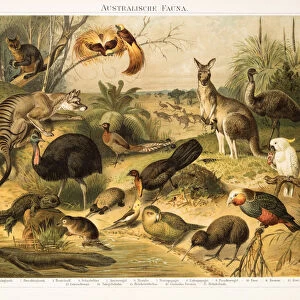 Australian fauna Chromolithograph 1896