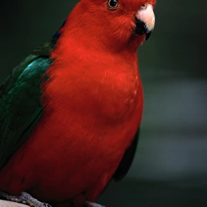 Australian King Parrot (Alisterus Scapularis)