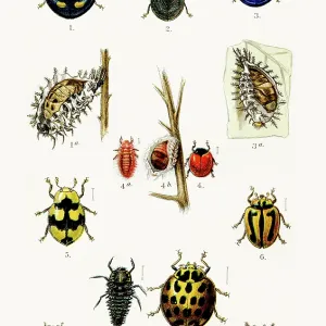 Australian Ladybirds engraving 1892 Australian Ladybirds engraving 1892