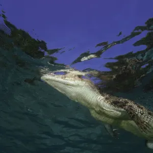 Australian saltwater crocodile (Crocodylus porosus), underwater view Australian saltwater crocodile (Crocodylus porosus), underwater view