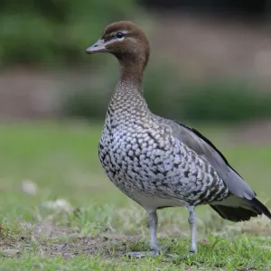 Australian Wood Duck Print Australian Wood Duck Print