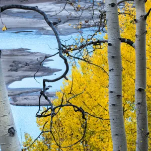 Autumn aspen trees and turquoise waters of Silver Jack Reservoir, Uncompahgre National Forest, Colorado, USA