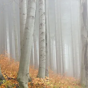 Autumn Beech Forest Print Autumn Beech Forest Print