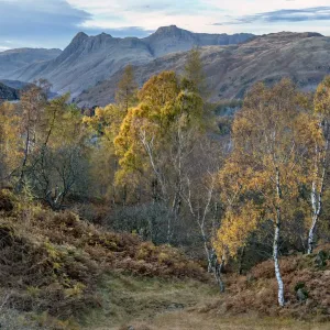 Autumn Birches in the Lake District