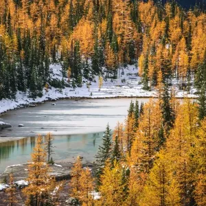 Autumn Color Print of Rocky Mountains at Lake O Hara Autumn Color Print of Rocky Mountains at Lake O Hara