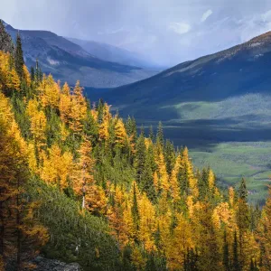 Autumn Colors Print in Banff National Park Autumn Colors Print in Banff National Park