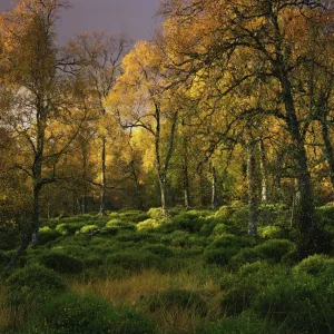 Autumn, Day, Forest, Landscape & Scenics, Nature, Nobody, Peacefulness, Quiet, Season Autumn, Day, Forest, Landscape & Scenics, Nature, Nobody, Peacefulness, Quiet, Season
