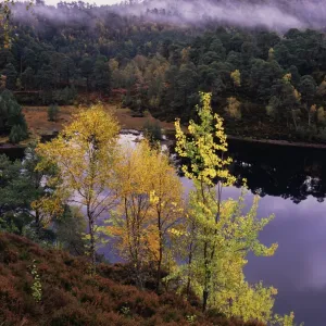 Autumn Forest Landscape Print from Glen Affric Highland Scotland Autumn Forest Landscape Print from Glen Affric Highland Scotland