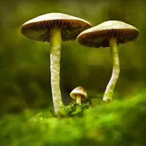 autumn, environment, forest, fungi, green, macro, moss, mushroom, nature, summer