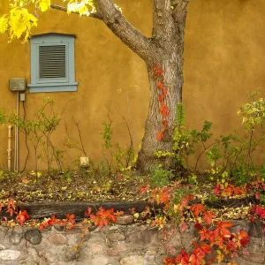 Autumn Foliage growing on E. De Vargas Street
