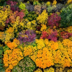 Autumn forest with colorful trees. Aerial view