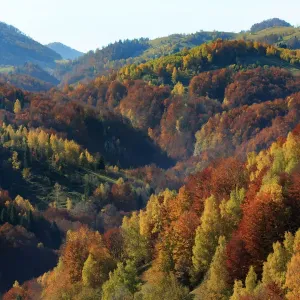 Autumn landscape of mountains and forests, Piatra Craiului National Park, Magura, Carpathian Mountains, Brasov, Brasov County, Transylvania, Romania Autumn landscape of mountains and forests, Piatra Craiului National Park, Magura, Carpathian Mountains, Brasov, Brasov County, Transylvania, Romania