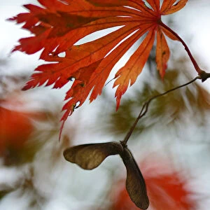 Autumn leaves of the Downy Japanese Maple -Acer japonicum Aconitifolium-, Emsland, Lower Saxony, Germany