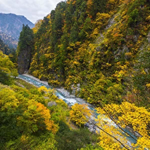 Autumn leaves in Kurobe gorge