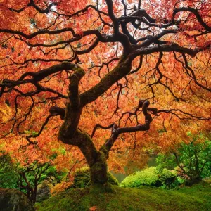 Autumn Maple Tree Japanese Maple Print Autumn Maple Tree Japanese Maple Print