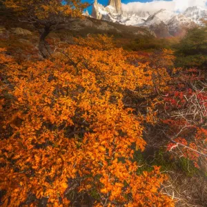 Autumn view of Patagonia with Mount Fitzroy background Autumn view of Patagonia with Mount Fitzroy background