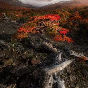 Autumn view of Patagonia with Mount Fitzroy background