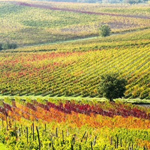 Autumn Vineyard in full color, Montepulciano, Tuscany, Italy